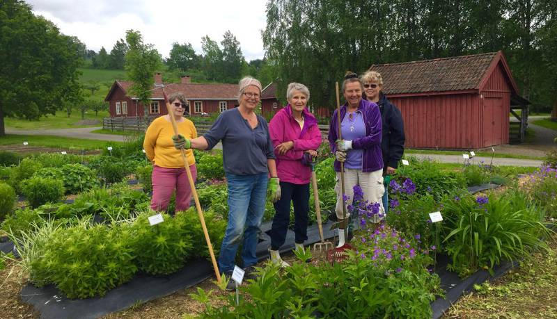 Botanisk fryd er bare fornavnet. Lilly Svenne, Anne-Marie Heggemsnes, Kirsten Trømborg, Frøydis Landsverk og Vibeke Sæterdalen er hageentusiastene på bygdetunet.