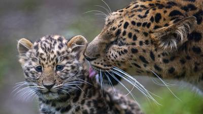 Ny WWF-rapport: Verre og verre for verdens dyr