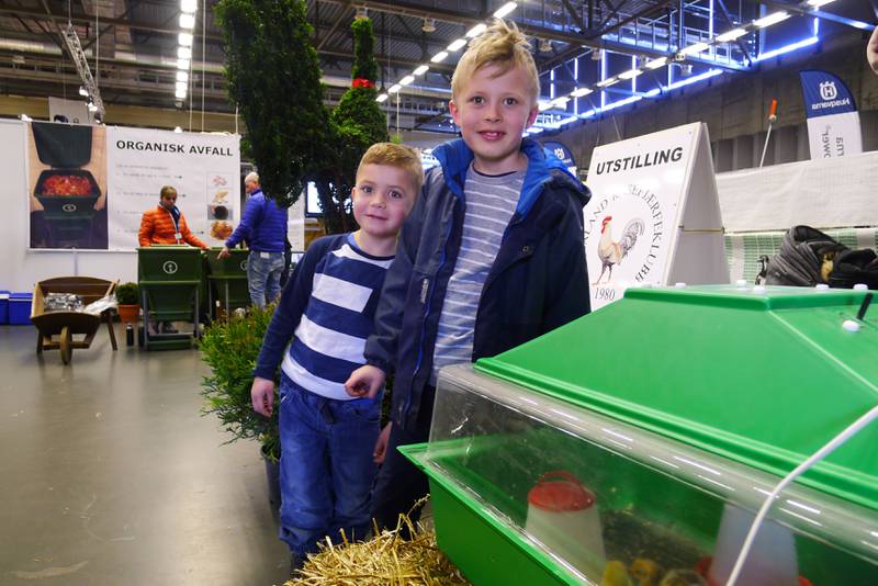 Sondre og Trym Bergslien var på Forum Expo og fikk se nyklekkede kyllinger. Men det var papegøyen som var aller kjekkest. Foto: Tore Bruland