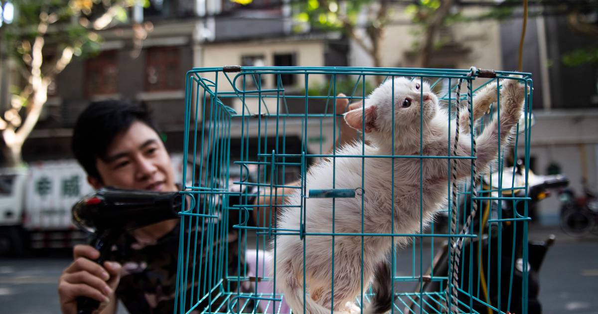 Salvato un migliaio di gatti dalla vendita come maiali – Dagsavisen