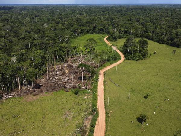 Stadig mindre avskoging i Amazonas under Lula