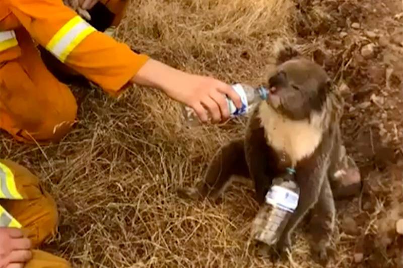 FIEL - In this image made from video taken on Dec. 22, 2019, and provided by Oakbank Balhannah CFS, a koala drinks water from a bottle given by a firefighter in Cudlee Creek, South Australia. Thousands of koalas are feared to have died in a wildfire-ravaged area north of Sydney, further diminishing Australia's iconic marsupial, while the fire danger accelerated Saturday, Dec. 28, 2019 in the countrys east as temperatures soared. (Oakbank Balhannah CFS via AP, File)