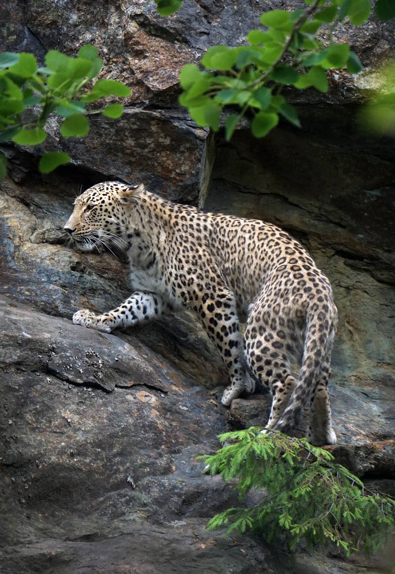 Parken har flere typer utrydningstruede leoparder. 