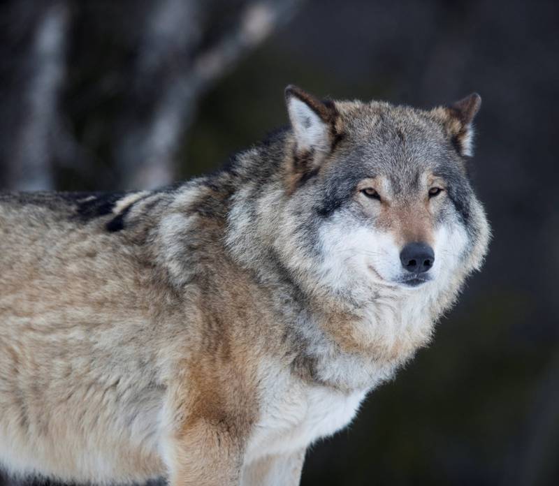 Ulvebråket startet før jul da miljøminister Vidar Helgesen (H) slo fast at det bare finnes lovhjemmel til å ta ut 15 av de 47 ulvene rovviltnemndene hadde vedtatt å skyte.