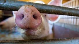 Nortura innrømmer urealistisk markedsføring av gris