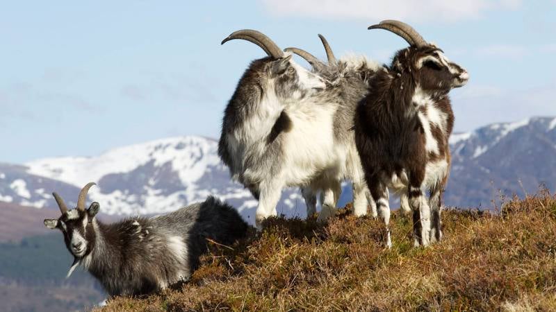 Kystgeita er kritisk utrydningstruet. Det er bare om lag 200 slike geiter igjen i Norge. FOTO: Jonas Løvaas Gjerstad