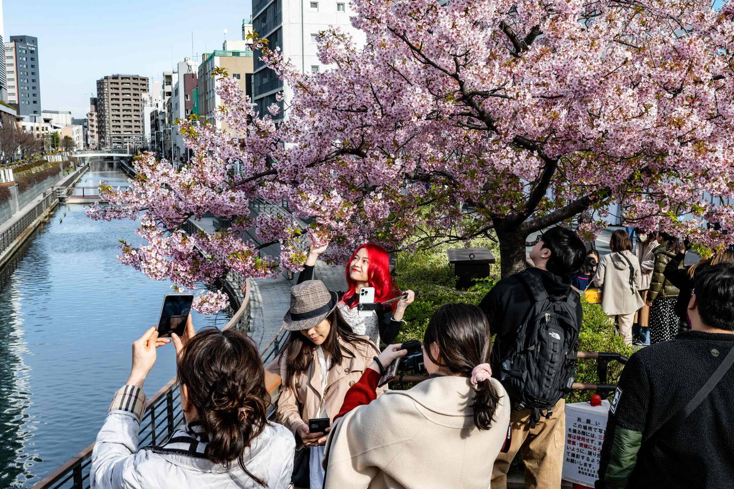 I Tokyo beundrer innbyggerne kirsebærtrærne.