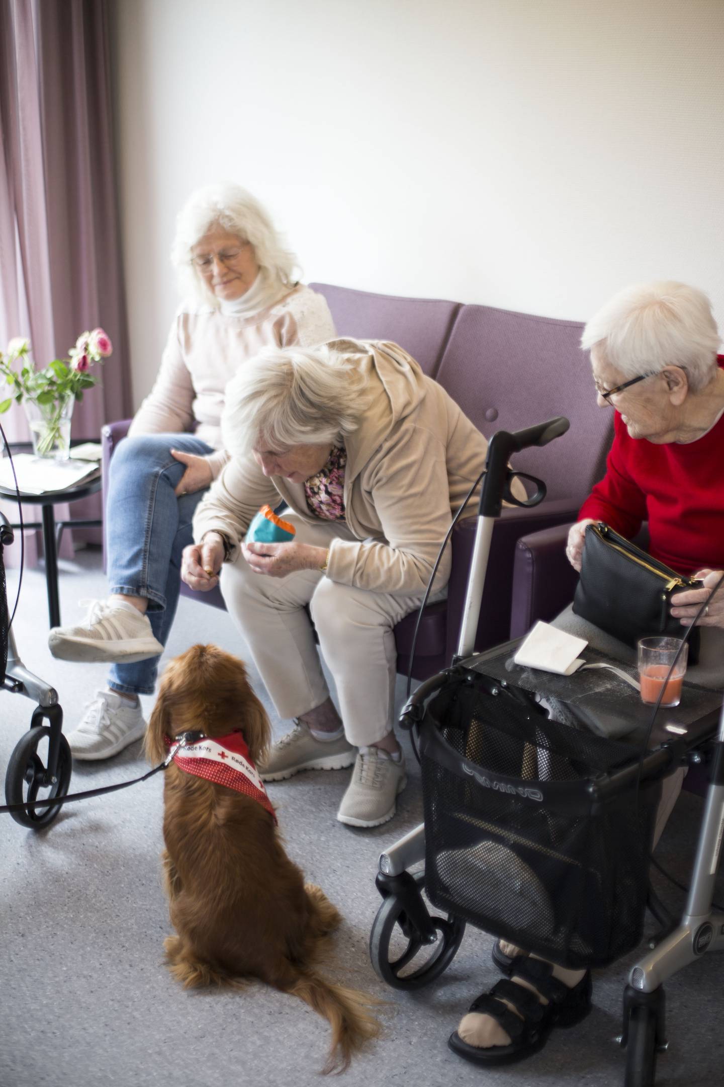 f.v.: Gudrun Gundersen (76), Marie Pedersen (81) og Solveig Gjesdal (94) synes det er veldig koselig å få besøk av hunden Gioia.