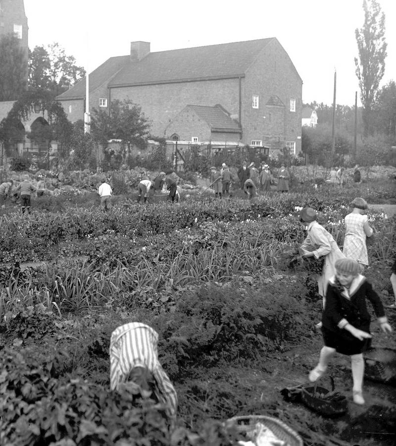 ILEBERGVEIEN: Innhøsting og full aktivitet i skolehagen på Fjellheim i 1929. Foto H.C. Christoffersen, Jo Sellægs arkiv