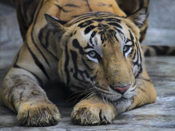 Tigerbestanden i Nepal er tredoblet