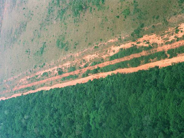 Tidsskrift: Kraftig nedgang i hogst i Amazonas