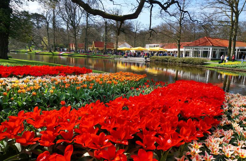 Mer enn 800.000 besøker blomsterparken Keukenhof i løpet av de åtte korte åpningsukene hvert år. FOTO: CHRISTINE BAGLO 