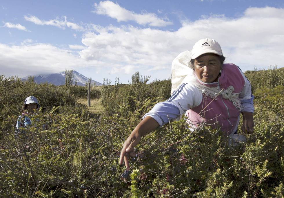Etter Rafael Correas maktovertakelse i 2007 har Ecuador opplevd både fattigdomsreduksjon og modernisering. Det er dette som har tiltrukket europeiske migranter, skriver Benedicte Bull. FOTO: GUILLERMO GRANJA/NTB SCANPIX