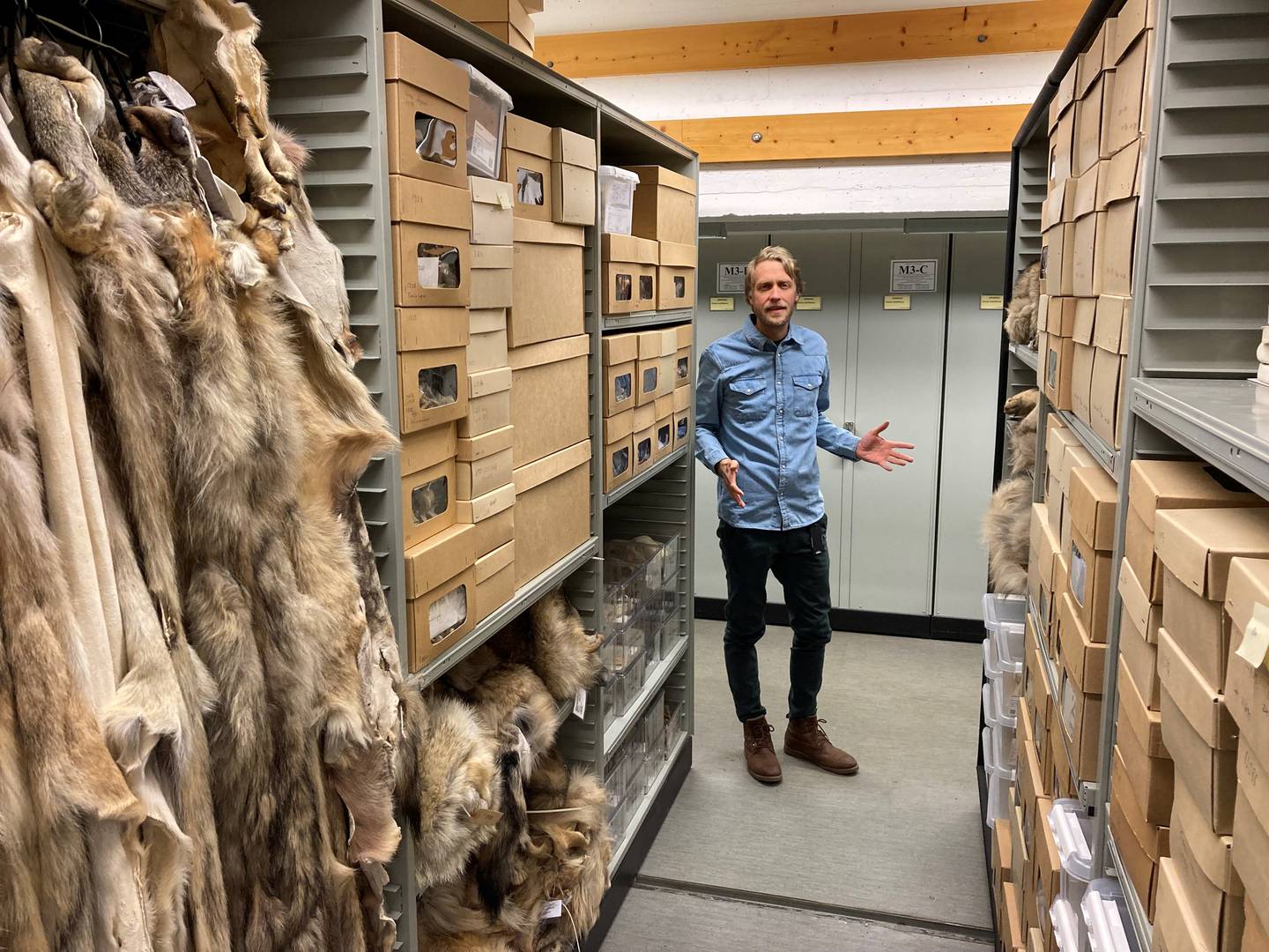 I alle disse eskene ligger ulveskaller og andre rester av ulver som har vandret i norske skoger. Naturhistorisk museum har også mange ulveskinn. – Ulvematerialet på museet strekker seg tilbake til midten av 1800-tallet, forteller førsteamanuensis Kjetil Lysne Voje.