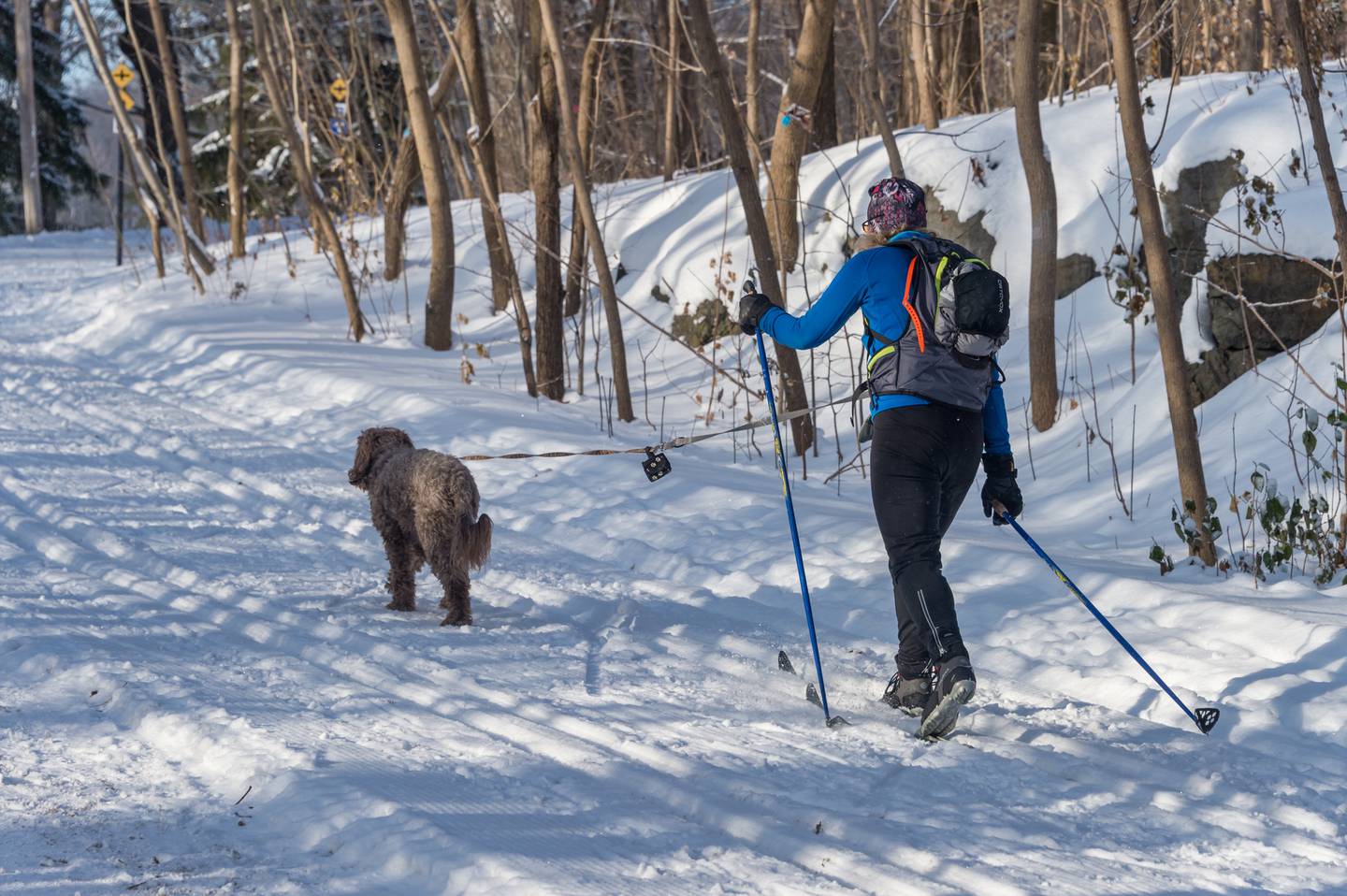 Nær sagt alle hunder kan bli fine skitur-kompiser. Men pass på å lære den grunnleggende trekkdressur, og ha riktig utstyr til hunden og deg selv.