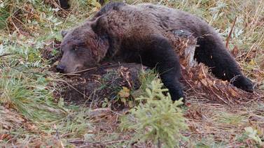 Om lefse som bamsemums – og andre bjørnedrapshistorier