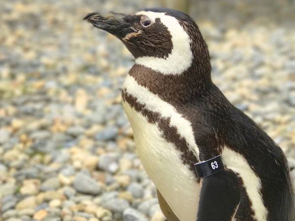 Kresne japanske pingviner er misfornøyd med økte matpriser