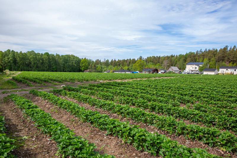 Fra dette feltet på Oakhill anslår bonde Arnstein Pollestad at det kan bli innhøstet inntil 50 tonn jordbær i år - så lenge værforholdene er gunstige.