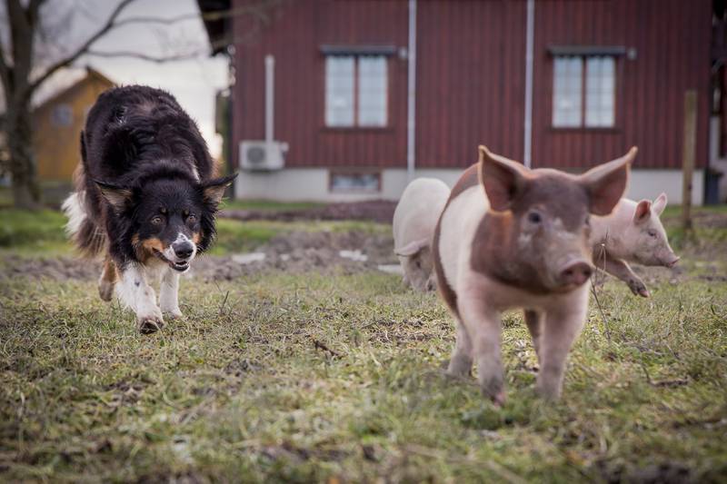 Border collien Maja jobber iherdig med å gjete grisungene i flokk 