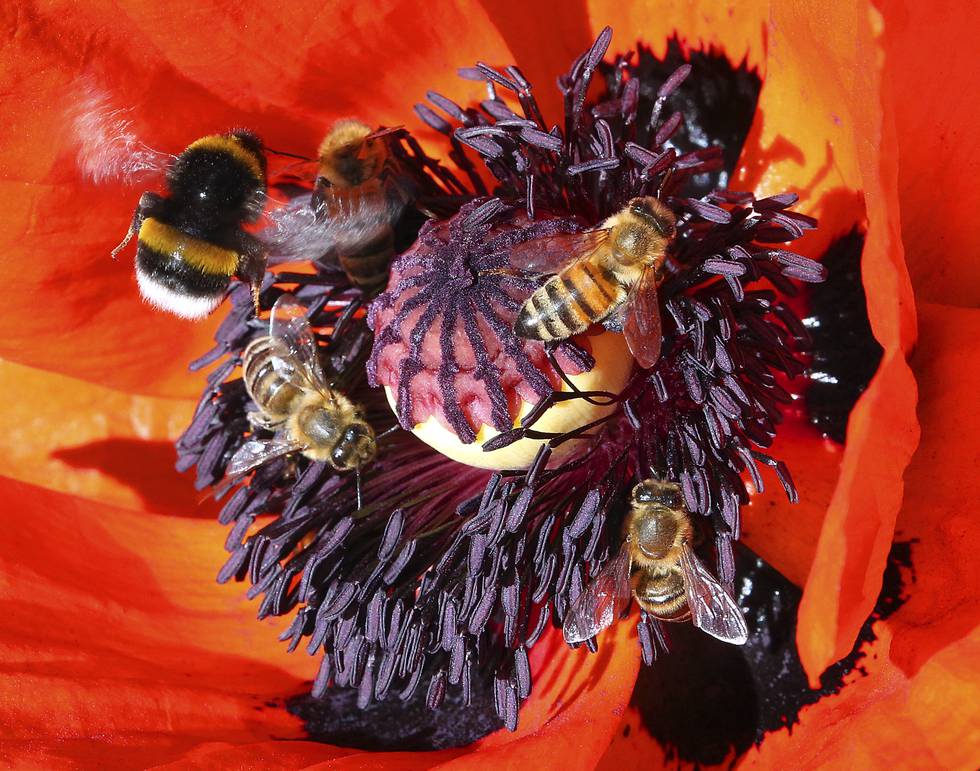 Flere bier samler pollen på en valmueblomst.