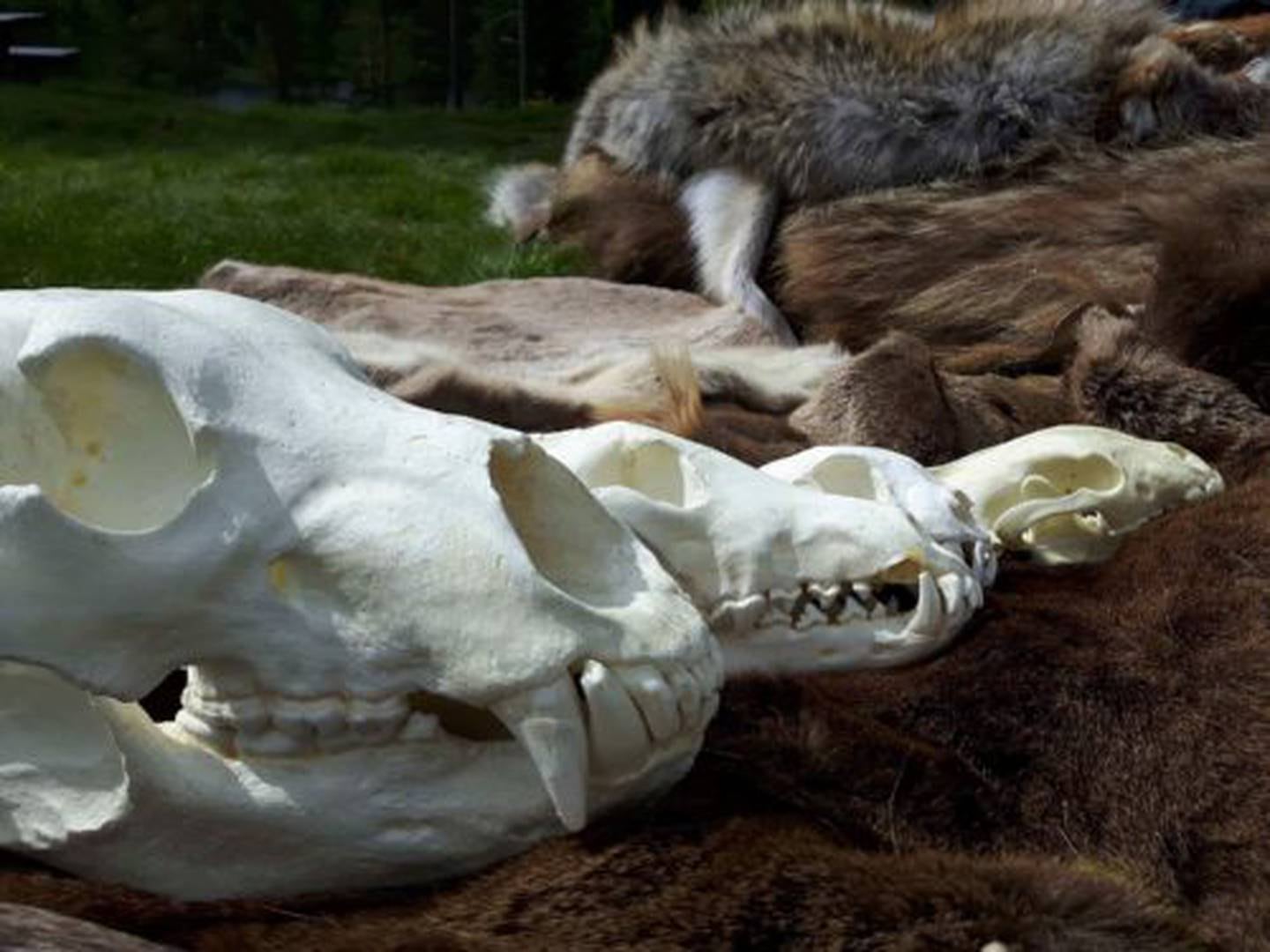 Lørdag 1. juli kommer Besøkssenter rovdyr Flå til Besøkssenter Ytre Hvaler nasjonalpark for å fortelle om ulven. De har med seg skinn, skaller, spor og andre effekter for å lage en lærerik dag for store og små.