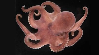 Ny blekksprut identifisert i Barentshavet