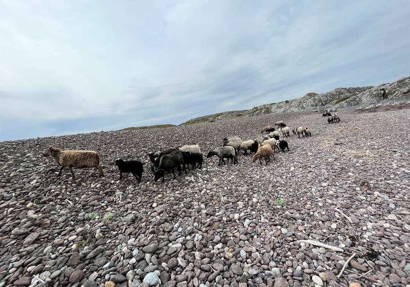 Sauene er endelig i land på Søndre Søster etter en times båttur fra Kirkøy, og gjør seg kjent på steinstranda før de setter kursen mot grønnere områder.