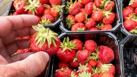 Forskere er i gang med å utvikle robotsensorer som kan måle smaken på jordbær