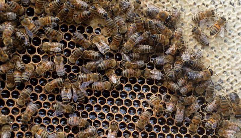 Én bikube har mellom 50.000 og 60.000 bier. FOTO: ENDRE STANGEBY