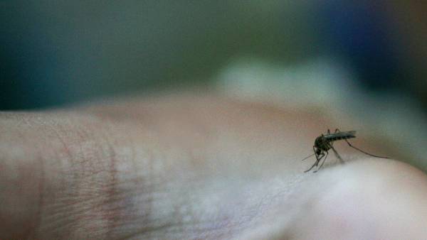Har oppdaget 100 nye myggarter: – Det er sjelden at jeg oppdager en art ved uhell