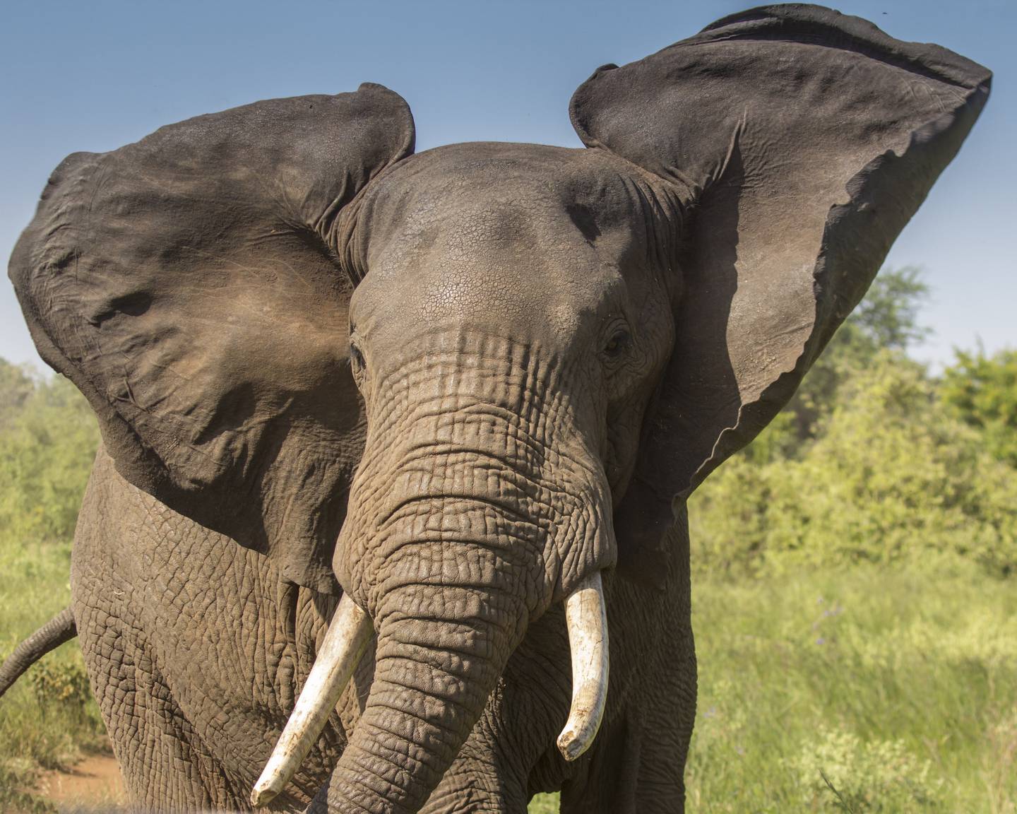 Afrikansk elefant. Foto: Shutterstock/NTB