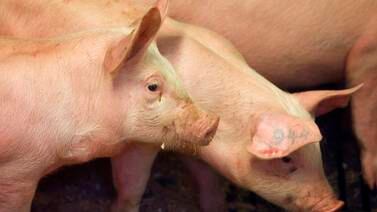 Forskere gjenopplivet celler og organer i døde griser