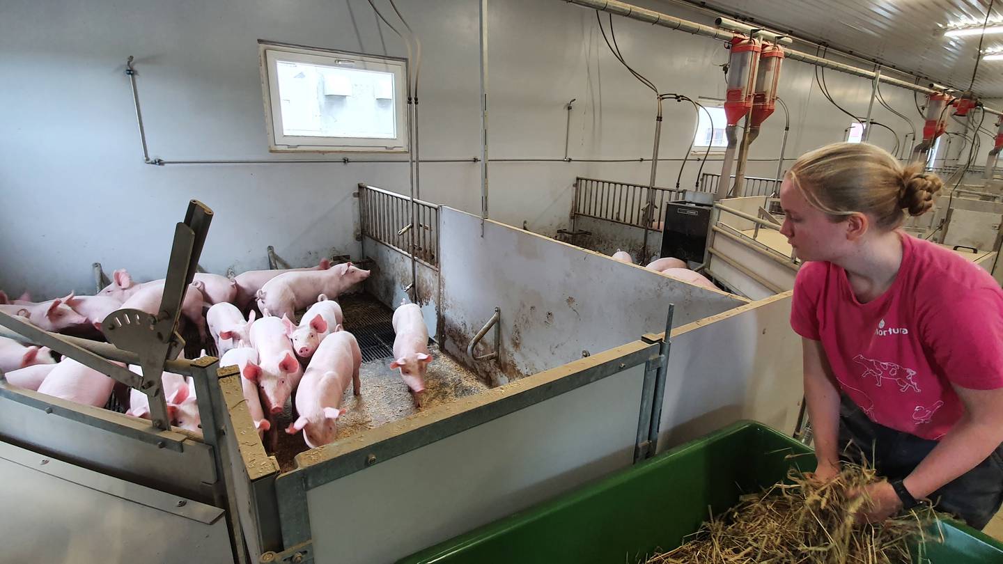 Veterinærstudent Martine Nilsen Edvardsen gir høy til grisungene. De er «spesifikk patogenfri», som betyr at de er testet for smittsomme sykdommer.