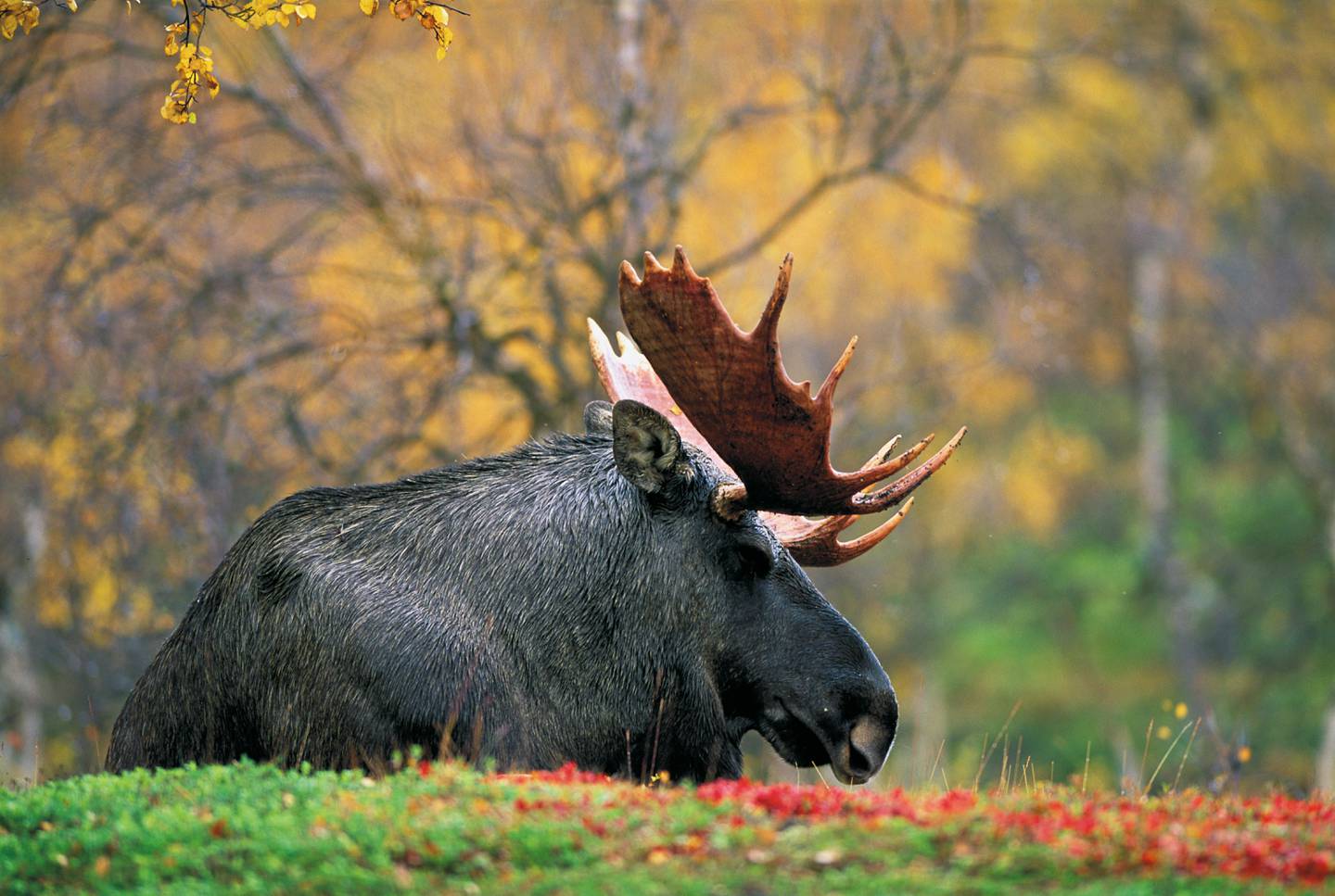 Store elger kan bli et trekkplaster for turister, hvis det blir opprettet en nasjonalpark med jaktforbud, mener naturfotografen Asgeir Helgestad.