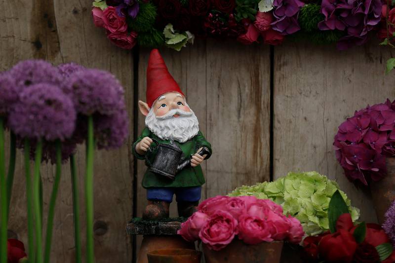 A garden gnome is seen at a flower display stand during the Chelsea Flower Show in London, Monday, May 20, 2013. Chelsea Flower Show which celebrates its centenary anniversary this year,  has temporarily lifted its 100-year ban on garden gnomes, and marks its anniversary by unveiling over 100 gnomes painted for charity by celebrities to be auctioned on eBay during the RHS Chelsea Flower Show. (AP Photo/ Sang Tan)