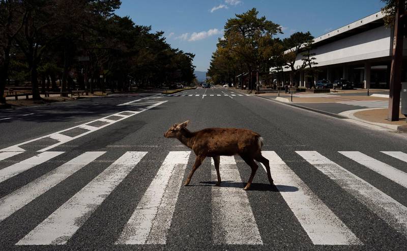 A deer walks across a pedestrian crossing in Nara, Japan, Thursday, March 19, 2020. More than 1,000 deer roam free in the ancient capital city of Japan. Despite the town's tourism decline, these wild animals are doing just fine without treats from tourists, according to a deer protection group. (AP Photo/Jae C. Hong)