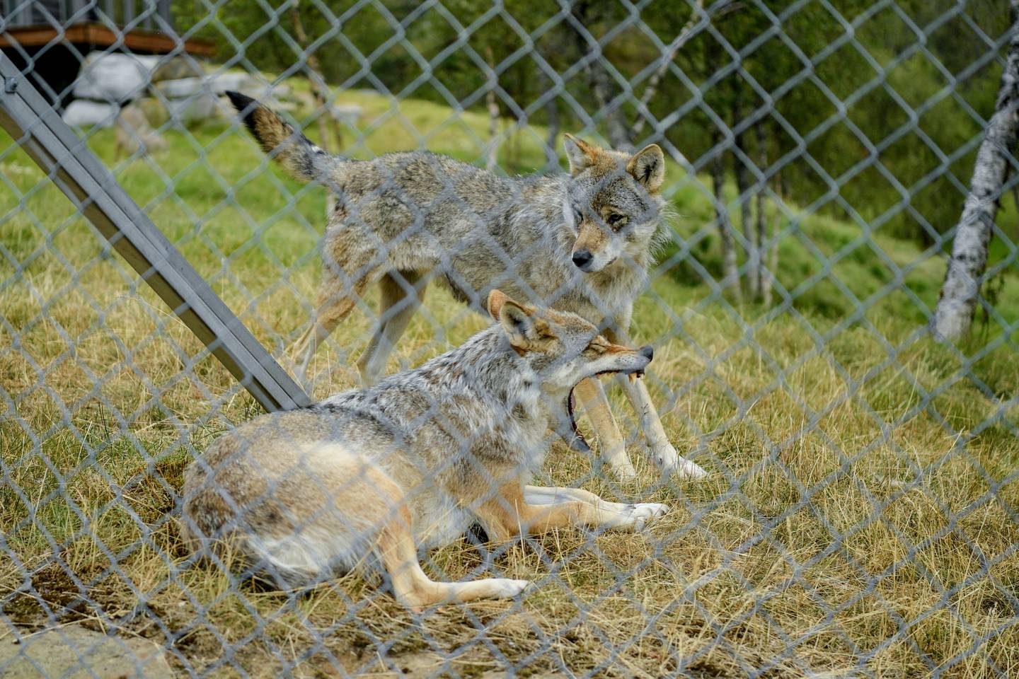 Seks levende hannulver skulle sendes fra Norge til Tyskland i fjor, men det ble det ikke noe av. Flere dyreparker i Norge har ulver. Disse hører hjemme i Polar Park i Bardufoss.