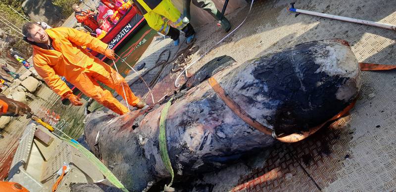 MEDTATT: Det rundt 1,5 tonn tunge hvalkadaveret bar preg av å ha ligget en stund før det ble hevet fra grunna i Skjebergkilen.