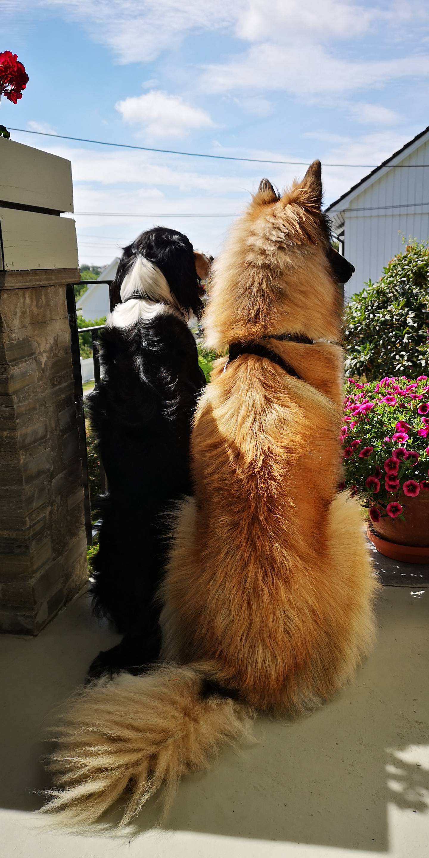En svart og hvit hund og en gyllen hund sittende ved siden av hverandre med ryggen til.