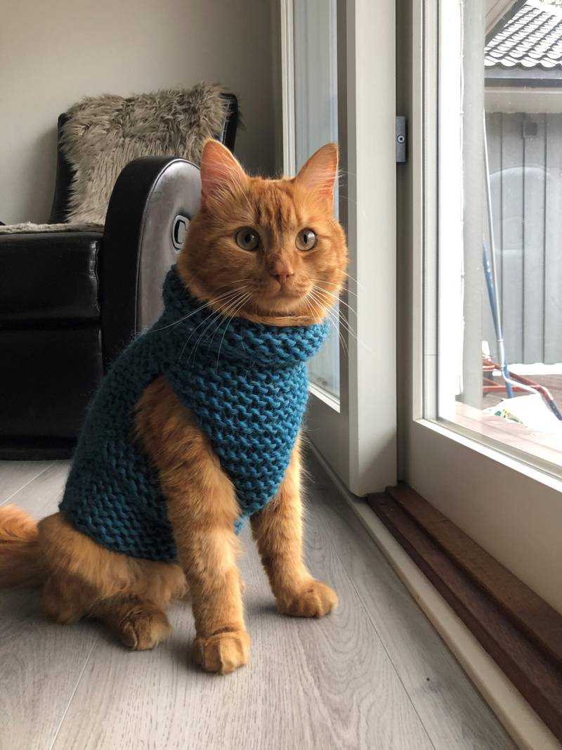 En dame fra Canada strikket denne genseren til Kaos og sendte den i posten til ham på Jeløy.