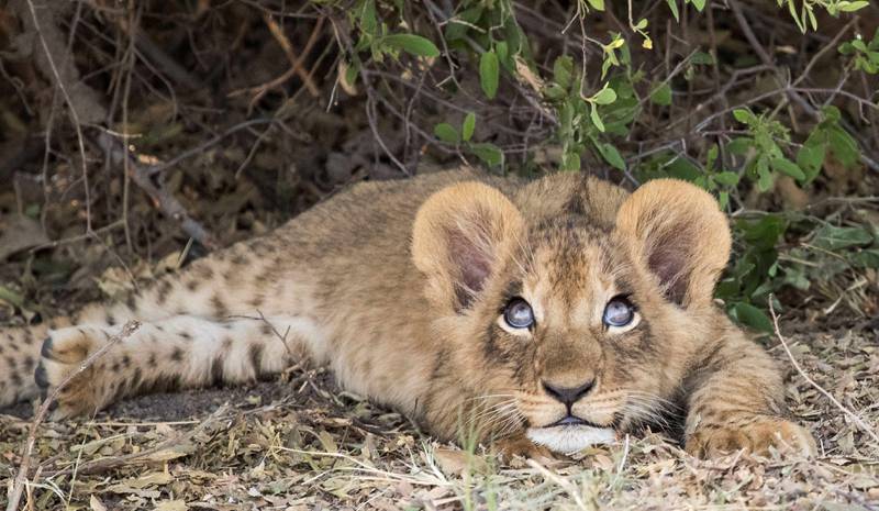 Botswana er safarilandenes rolls royce. FOTO: KNAKKEN/ISTOCK
