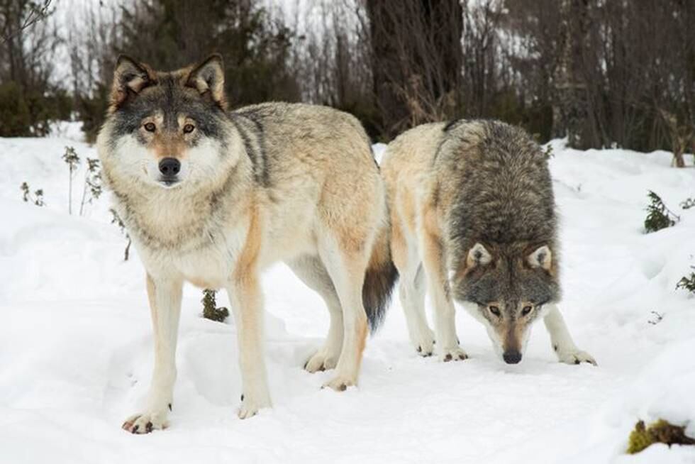 ULV, ULV: Det er vanskelig å se hvorfor det skal være praksis å drepe ulv som ikke forårsaker skade. Med det blir ordet «forvaltning» en eufemisme for ulvedrap og utryddelse, skriver professor Ragnhild Sollund. FOTO: HEIKO JUNGE/NTB SCANPIX