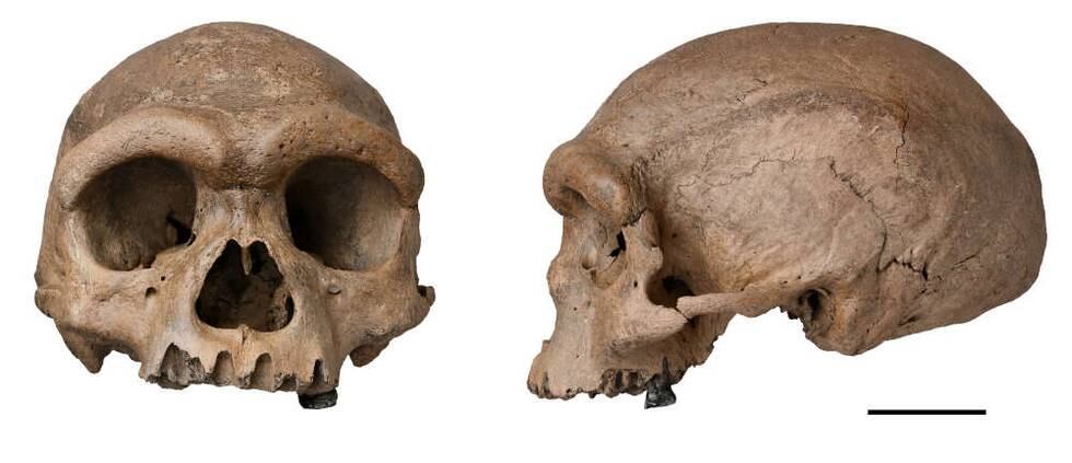 Denne hodeskallen kan tilhøre en menneskeart som er nærmere det moderne mennesket enn neandertalerne.