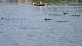 Delfiner på besøk i Oslofjorden