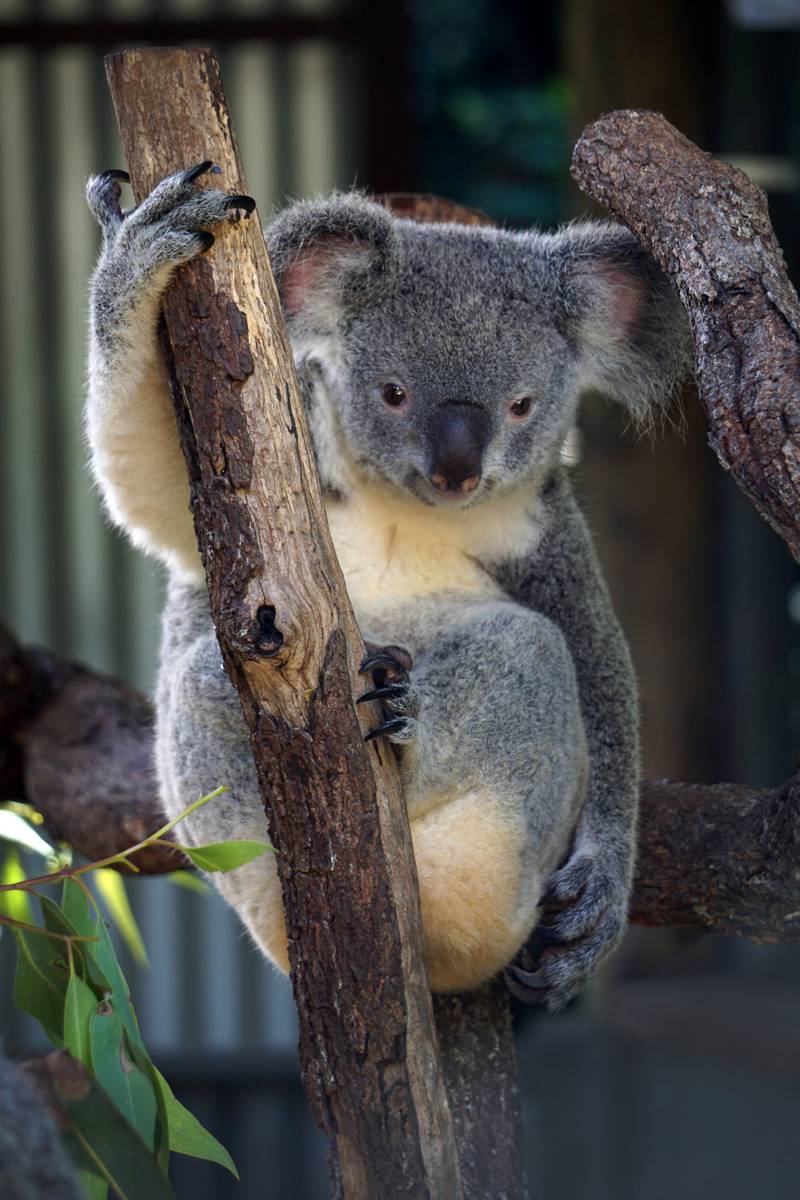 Koalaene er en sårbar art. For hver dag blir habitatene til de eukalyptusspisende kosebamsene mindre og mindre.