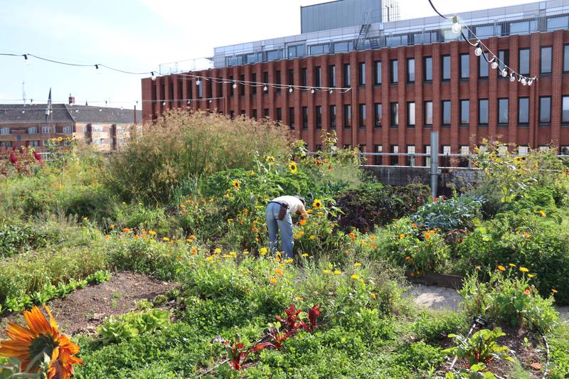 – Nå ser vi viktigheten av selvberging. Østergro i København er et godt eksempel på urbant landbruk, sier Demokratens spaltist, arkitekt Pernille Kolstad Heen.