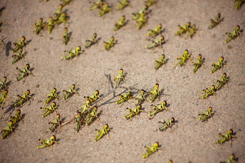 In this photo taken Tuesday, Nov. 5, 2019, a swarm of desert locusts covers the ground in Chidhi village, in the Awdal region of Somalia's semi-autonomous region of Somaliland. The most serious outbreak of desert locusts in 25 years is spreading across East Africa and posing an unprecedented threat to food security in some of the world's most vulnerable countries, authorities say, with unusual climate conditions partly to blame. (Isak Amin/FAO via AP)
