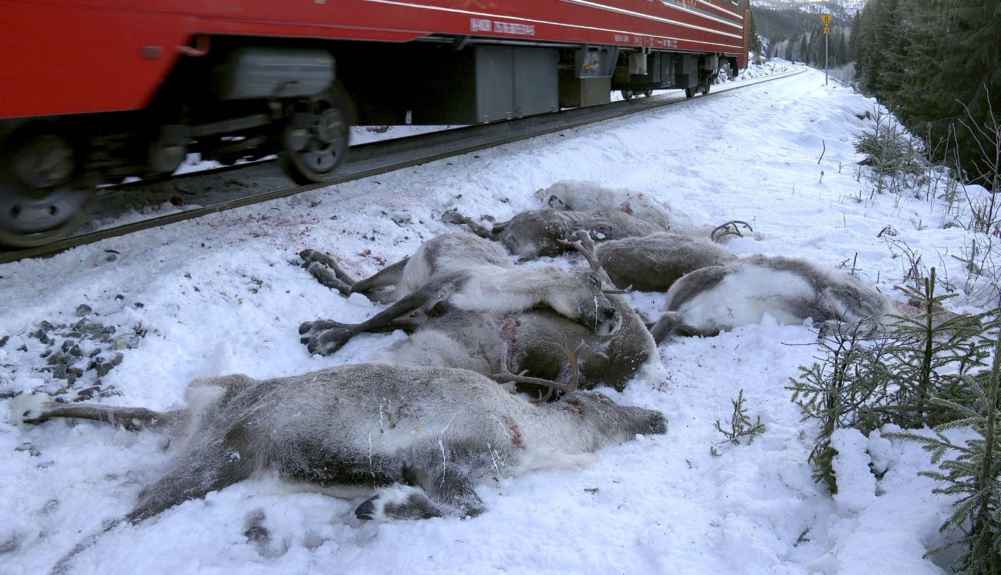 Til tross for viltgjerder og andre tiltak, er det fortsatt mange dyr som blir drept når de havner på sporet. Disse reinsdyrene ble påkjørt på Nordlandsbanen i 2017.