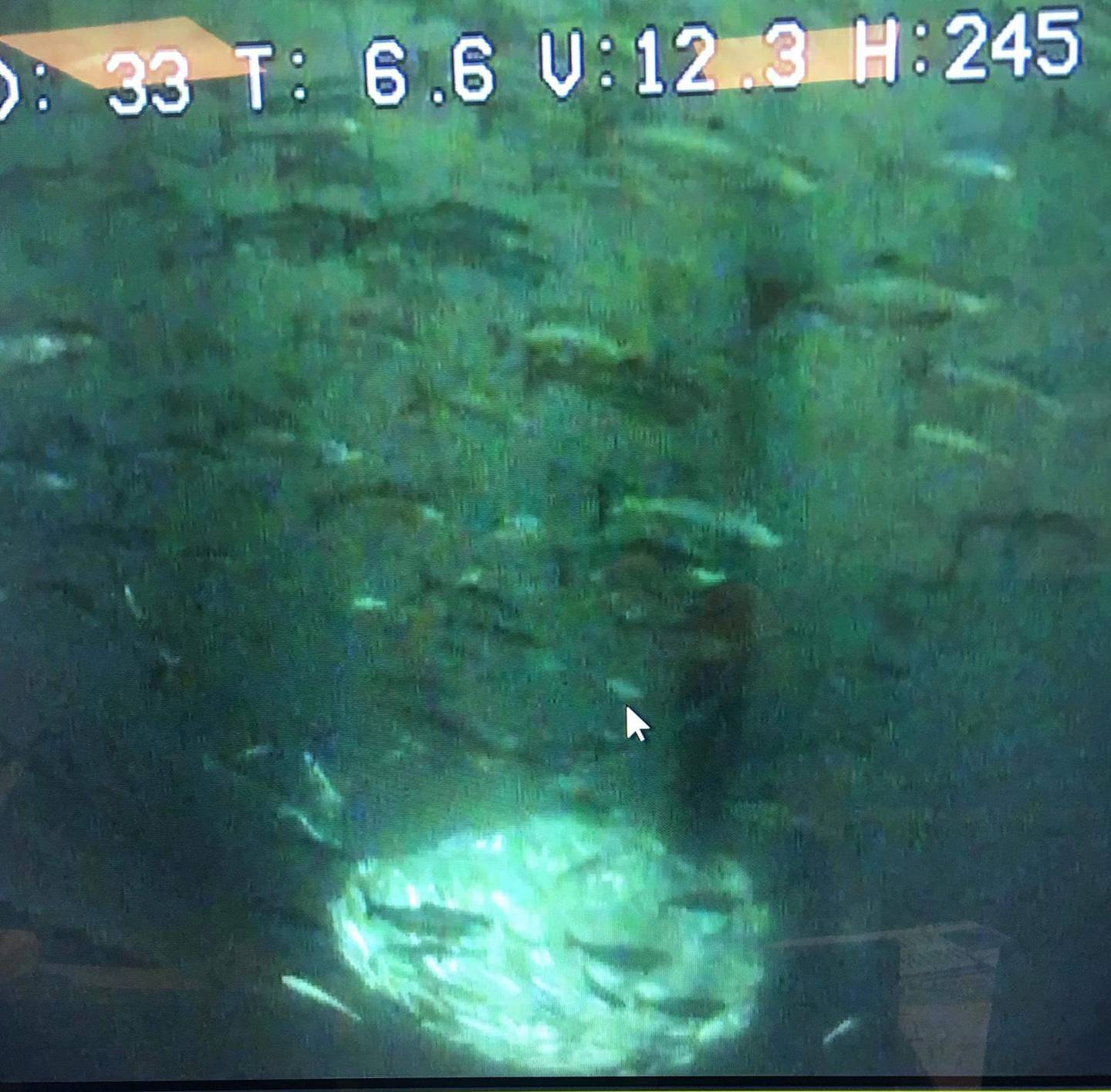 Rotvik  20190527.
Bilde tatt av overvåkingskamera hos Salaks AS i det vannet i en merd farges grønt av algene Chrysochromulina leadbeateri. 
Foto: Salaks AS / NTB scanpix