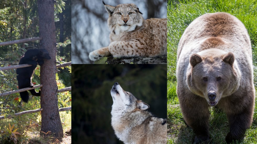 «Skadefellingstillatelsene på våre fire store; ulv, bjørn, gaupe og jerv har gått unna i våres.» Illustrasjonsfoto: